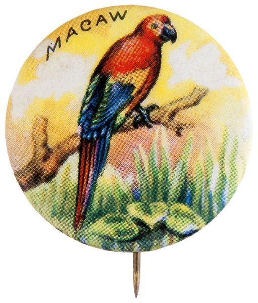 “MACAW” BUTTON FROM 1930s SET WITH CURL NAMING ISSUER “LONG CHEW GUM”.