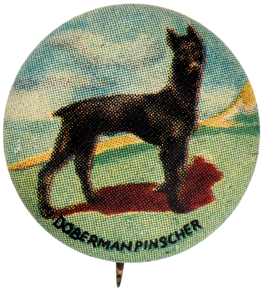 DOBERMAN PINSCHER DOG FROM 1930s ISSUED SET OF 35 BUTTONS.