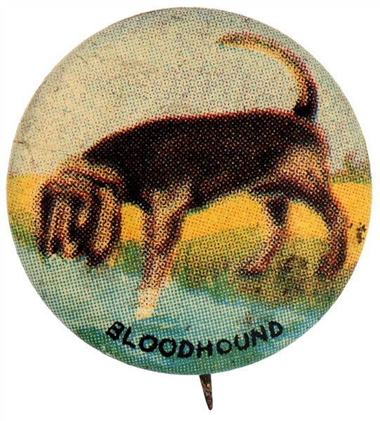 BLOODHOUND DOG FROM 1930s ISSUED SET OF 35 BREEDS.